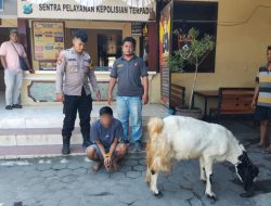 CCTV Bongkar Aksi Pencurian Kambing, Pelaku Berhasil Dibekuk Polisi