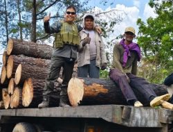 ADM KPH Bondowoso Tinjau Langsung ke Lokasi Tebang Habis Pohon Pinus Dipetak 27N-1 RPH Wringin Tapung