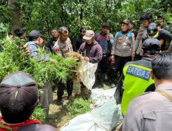 Jajaran Polres Lumajang Berhasil Amankan Ratusan Tanaman Ganja Yang Ditanam Di Lereng Semeru