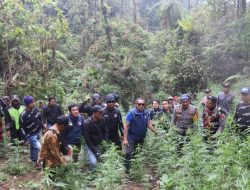 Polda Jatim Bersama Polres Lumajang Bongkar Ladang Ganja Raksasa di TNBTS, Ribuan Batang Diamankan