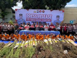 Polres Lumajang Berhasil Bongkar Ladang Ganja di TNBTS, 20 Tersangka Ditangkap