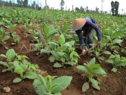 DBHCHT di Bondowoso Diharapkan Berdampak Positif dan Terjadi Peningkatan Kualitas Hidup Masyarakat
