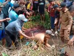Geger,,!! Sesosok Bayi Manusia Ditemukan Tidak Bernyawa di Aliran Sungai Oleh Warga Sumberpinang Bondowoso