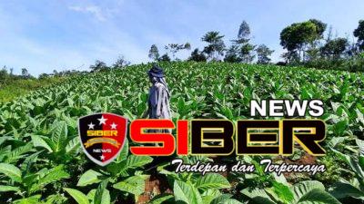 DBHCHT Tahun 2024 Bondowoso Juga Digunakan untuk Monitoring dan Evaluasi Program