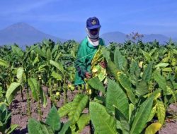 Anggaran DBHCHT di Bondowoso untuk Dukungan Sarana dan Prasarana Pertanian