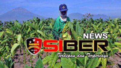 Anggaran DBHCHT di Bondowoso untuk Dukungan Sarana dan Prasarana Pertanian