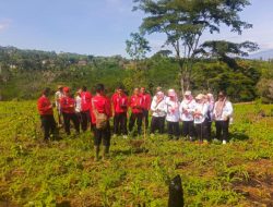 Untuk Percepatan Reboisasi, Jajaran Perhutani BKPH Sumber Wringin Laksanakan Penanaman Pohon (PBG) Bersama Stakeholder