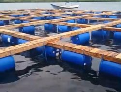 BALAD GRUP Siap Budidaya 10.000.000 Lobster Di Teluk Penggelek