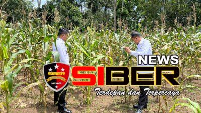 Lapas Suliki Wujudkan Asta Cita ketahanan pangan, Jagung Manis Siap Panen Hasil Pembinaan.