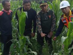 Laksanakan Instruksi ADM Perum Perhutani Bondowoso, Anton Sujarwo Adakan Pemeriksaan Lokasi Tanaman