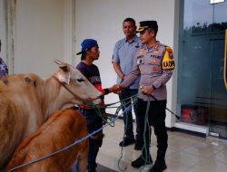 Polres Bondowoso Berhasil Temukan dan Kembalikan 3 Ekor Sapi yang Hilang Pemilik Tersenyum Riang