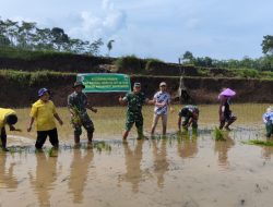 TNI Bersama Warga Gotong Royong Tanam Padi dalam Program TMMD Ke-123