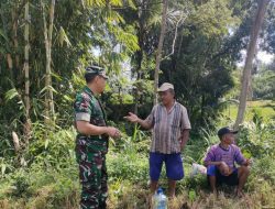 Babinsa Turun ke Sawah, Edukasi Petani Agar Tidak Rugi Saat Jual Hasil Panen Tiba