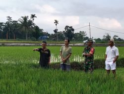 Babinsa Kodim 0822 dan Petani Bersinergi, Sosialisasikan Program Sergap