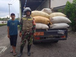 “Kolaborasi TNI dan Bulog: Babinsa Bantu Serap 6 Ton Gabah di Desa Taal”