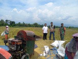 Panen Padi Diserbu Bulog! Babinsa Turun ke Sawah Kawal Penyerapan 3 Ton Gabah Petani