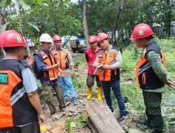 Perum Perhutani KPH Bondowoso, Gelar Cutting Test Tebangan Kayu Jati Tahun 2025 di BKPH Prajekan