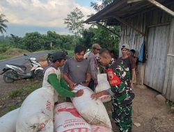 Babinsa Suger Lor Kawal Panen Raya: 7 Ton Padi Siap Disalurkan ke Bulog