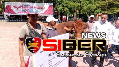Bupati Situbondo Terima Bantuan Hewan Sapi Qurban Dari Presiden RI Capai Bobot 1160 Kg