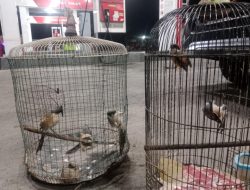 Nekat Tangkap Burung Di Hutan Baluran,Pria Paruh Baya Diamankan Polres Situbondo