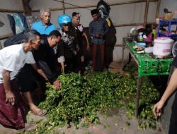 Mencuri Cabe Pakai Sepeda Listrik,Tiga Pemuda Diamankan Polsek Kendit Polres Situbondo