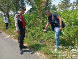 Polsek Pujer Polres Bondowoso Amankan Pelaku Jambret di Jalan Raya Tangsil