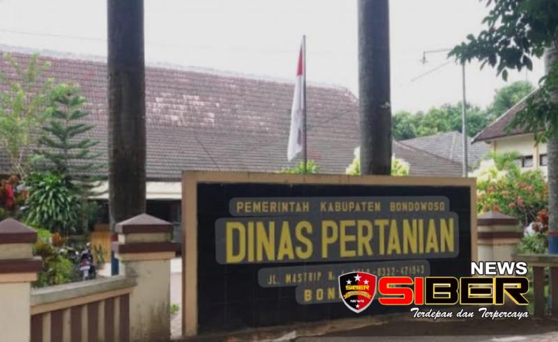 Dinas Pertanian Bondowoso Genjot Kualitas Tembakau dengan Suntikan DBHCHT Rp8,5 Miliar