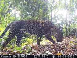 Macan Tutul Dan Macan Kumbang Terekam Kamera Jebak TNI Di Karawang