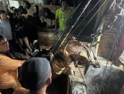 Satset,Damkar Bondowoso Evakuasi Sapi Terjebak Didalam Sumur Tamanan