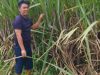 Petani Tebu Muda dari Desa Taman: Budianto, Simbol Harapan Baru Pertanian Bondowoso