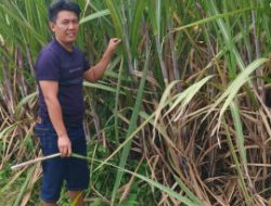 Petani Tebu Muda dari Desa Taman: Budianto, Simbol Harapan Baru Pertanian Bondowoso