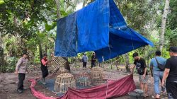 Polresta Banyuwangi Tindak Cepat Bongkar Arena Sabung Ayam di Singojuruh, Tegaskan Tanpa Toleransi Terhadap Judi