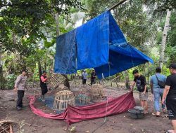 Polresta Banyuwangi Tindak Cepat Bongkar Arena Sabung Ayam di Singojuruh, Tegaskan Tanpa Toleransi Terhadap Judi