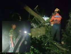 Juma’I Bersama Babinsa 0822/08 Serta BPBD Bondowoso Gercep Lakukan Tindakan Pohon Tumbang Milik Perhutani