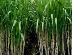 Dirut Bantah Keterlambatan Gaji, Pekerja Rewos Tebu Klaim Upah Borongan Belum Dibayar Sejak Januari