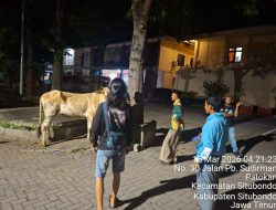 Laporan Sapi Hilang Ke Polisi,Ternyata Dijual Akhirnya Perempuan Di Situbondo Ditangkap Polres Setempat