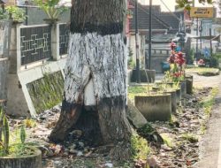 Seakan Diabaikan Oleh Pemprov, 2 Bulan Lebih Pengaduan Masyarakat Terkait Pohon Akan Roboh