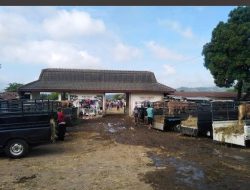 Polemik KDKMP Plaosan Memanas, Nasib Pedagang Sapi di Ujung Keputusan Bupati