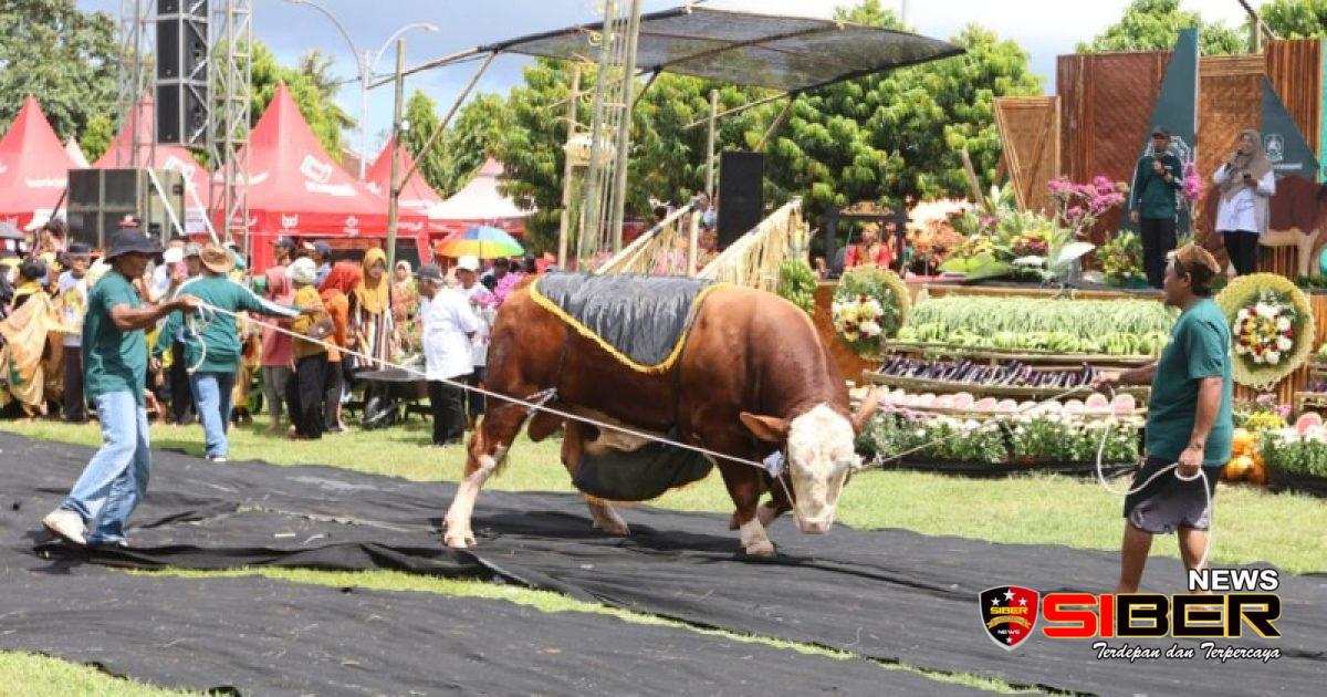 Sapi-Sapi Raksasa Unjuk Gigi di Tegaldlimo, Banyuwangi Pamerkan Ternak Unggulan Jelang Idul Adha
