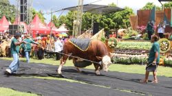Sapi-Sapi Raksasa Unjuk Gigi di Tegaldlimo, Banyuwangi Pamerkan Ternak Unggulan Jelang Idul Adha