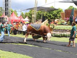 Sapi-Sapi Raksasa Unjuk Gigi di Tegaldlimo, Banyuwangi Pamerkan Ternak Unggulan Jelang Idul Adha