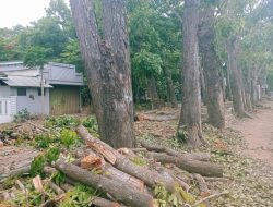 Kegiatan Perapihan Pohon di Ruas Jalan Gajahmada – Hayam Wuruk mulai dikerjakan